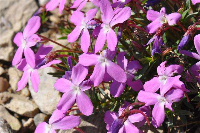 Image of Viola delphinantha Boiss.