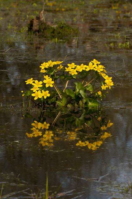 Image of marsh marigold