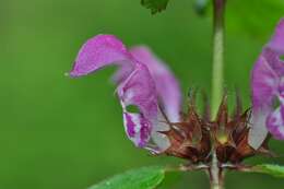 Image of deadnettle