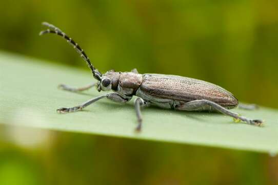 Image of <i>Donacia cinerea</i>