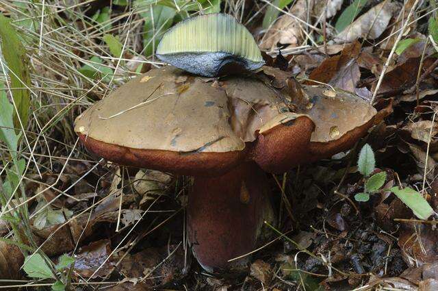 Image of Neoboletus