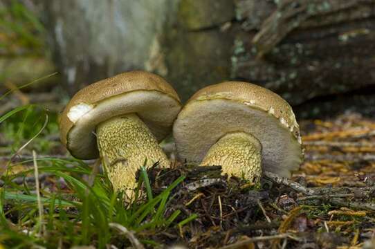 Image of Tylopilus