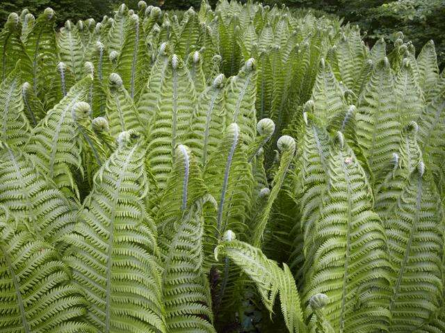 Imagem de Polypodiidae