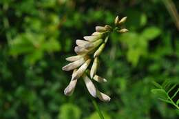 Image of wood vetch