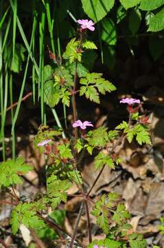 Image of geranium