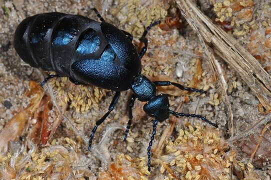 Image of <i>Meloe violaceus</i>