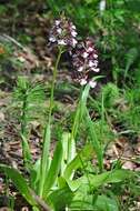 Image of Man Orchids