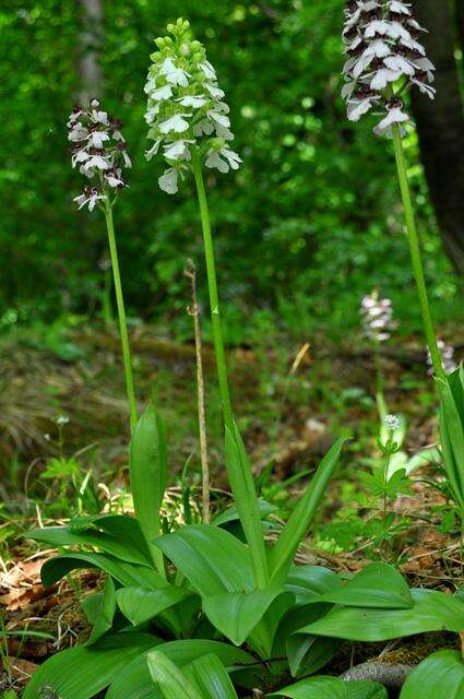 Image of Man Orchids