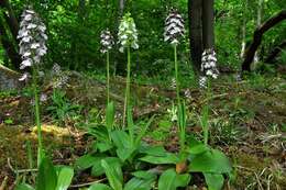 Image of Man Orchids