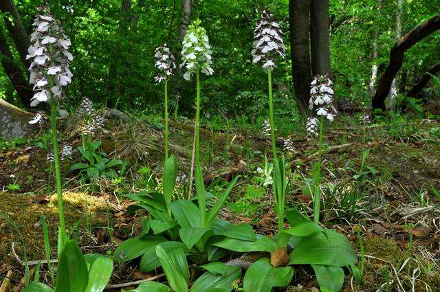 Image of Man Orchids