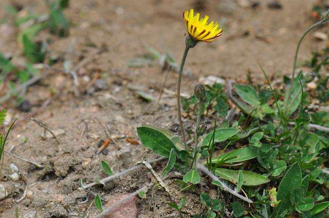 Image of Mouse-ear-hawkweed