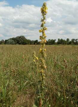 Image of Great Mullein