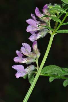 Plancia ëd Vicia