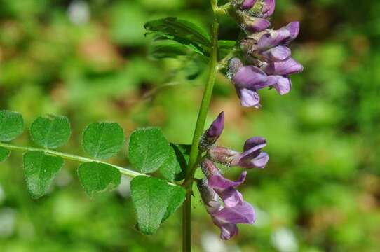 Plancia ëd Vicia