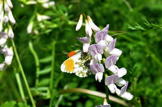 Image of wood vetch