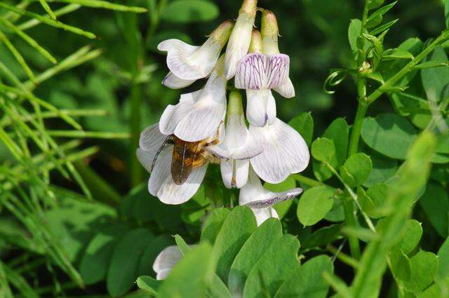 Image of wood vetch