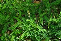 Image of wood vetch