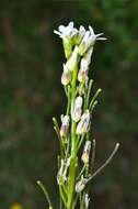 Image of Rock Cress