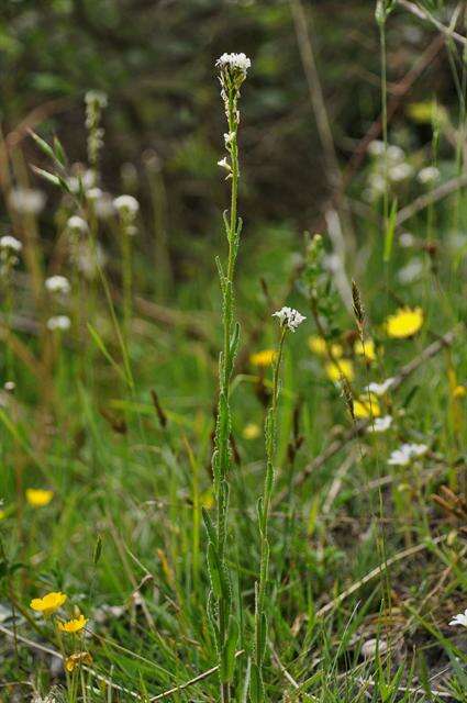 Image of Rock Cress