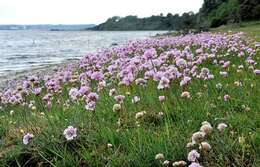 Imagem de Armeria maritima subsp. elongata (Hoffm.) Bonnier