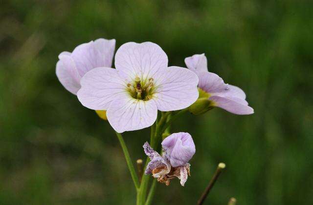 Image of Cardamine pratensis subsp. paludosa (Knaf) Celak.