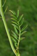 Image of Cardamine pratensis subsp. paludosa (Knaf) Celak.