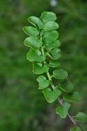 Image of Cardamine pratensis subsp. paludosa (Knaf) Celak.