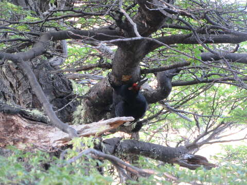 Image of Magellanic Woodpecker