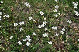 Image of mouse-ear chickweed
