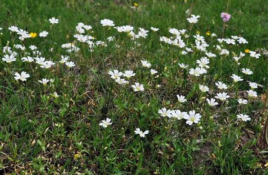 Image of mouse-ear chickweed