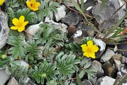 Image of silverweed