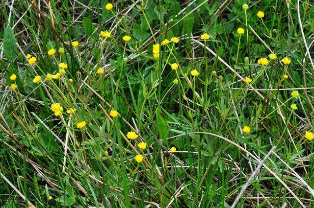 Image of Goldilocks Buttercup