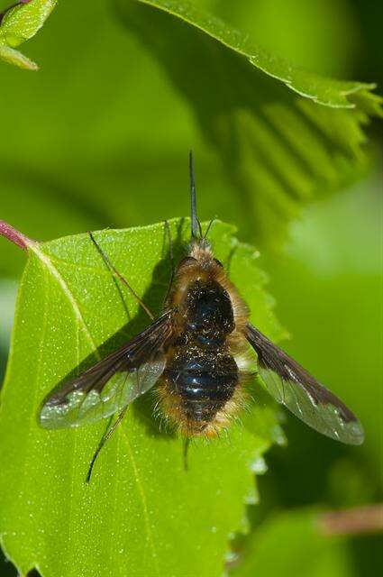 Image of Bombylius