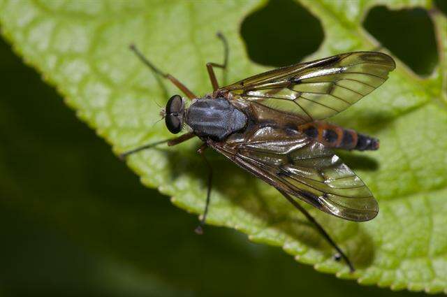 Image of snipe flies