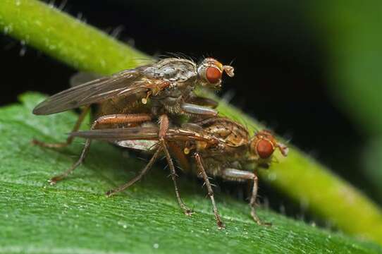 Image of dung-flies