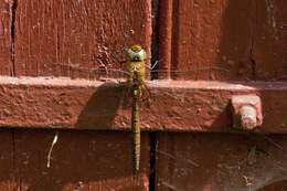 Image of green-eyed hawker