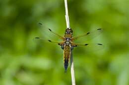 Image of Libellula Linnaeus 1758