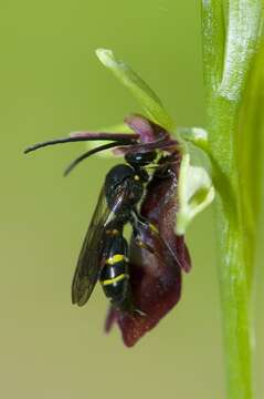 Image of Fly orchid