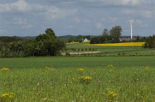 Image of eastern groundsel