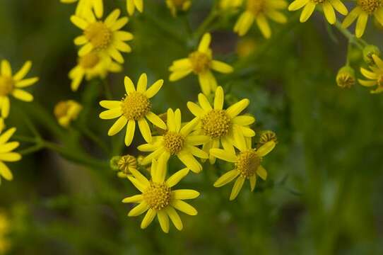 Image of eastern groundsel