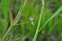 Image of Marsh Speedwell