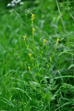 Image of Winter Cress