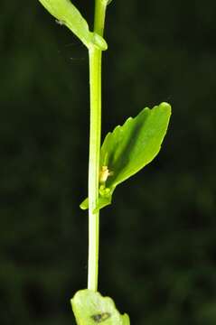 Image of Winter Cress