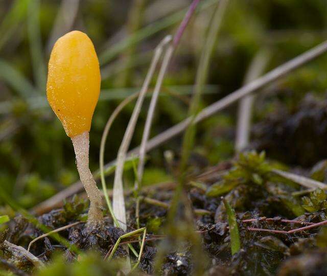 Image of Sclerotiniaceae