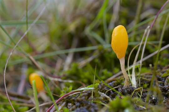 Image of Sclerotiniaceae