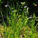 صورة Sisyrinchium montanum Greene