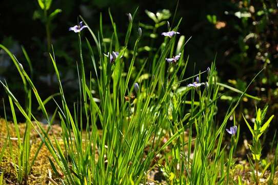 Image of Blue-eyed grass