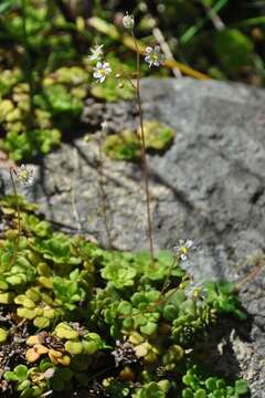 Image of Saxifraga cuneifolia L.