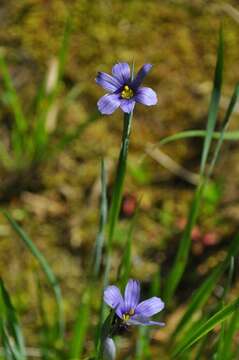 Image of Blue-eyed grass