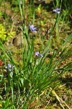 Image of Blue-eyed grass